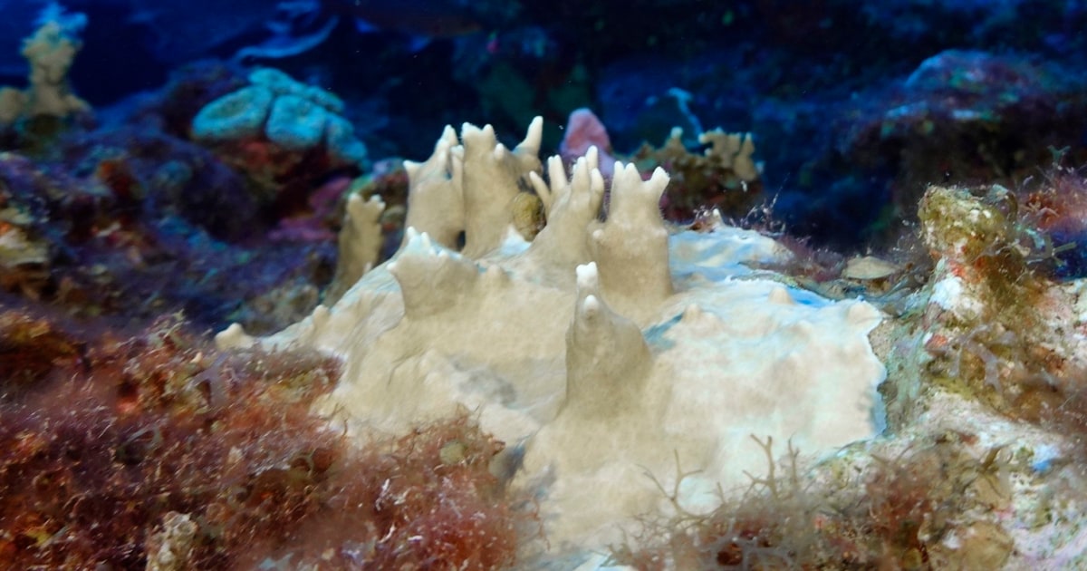 Екстремните океански горещини причиняват масово избелване в кораловите рифове по