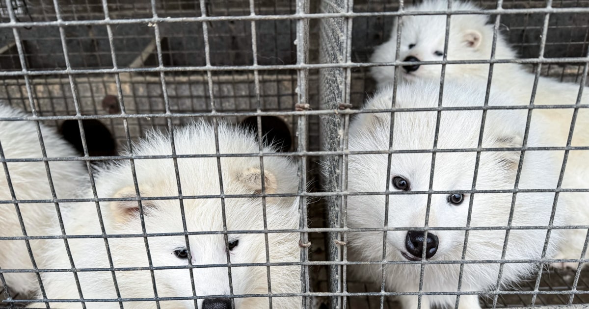 Разследване на пет ферми за кожи в Китай отглеждащи лисици