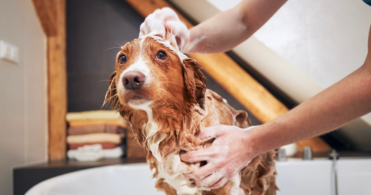 Колко често всъщност трябва да къпете кучето си?