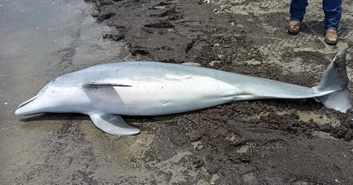 Dolphin dead after being repeatedly shot in Louisiana, $20,000 reward offered for info