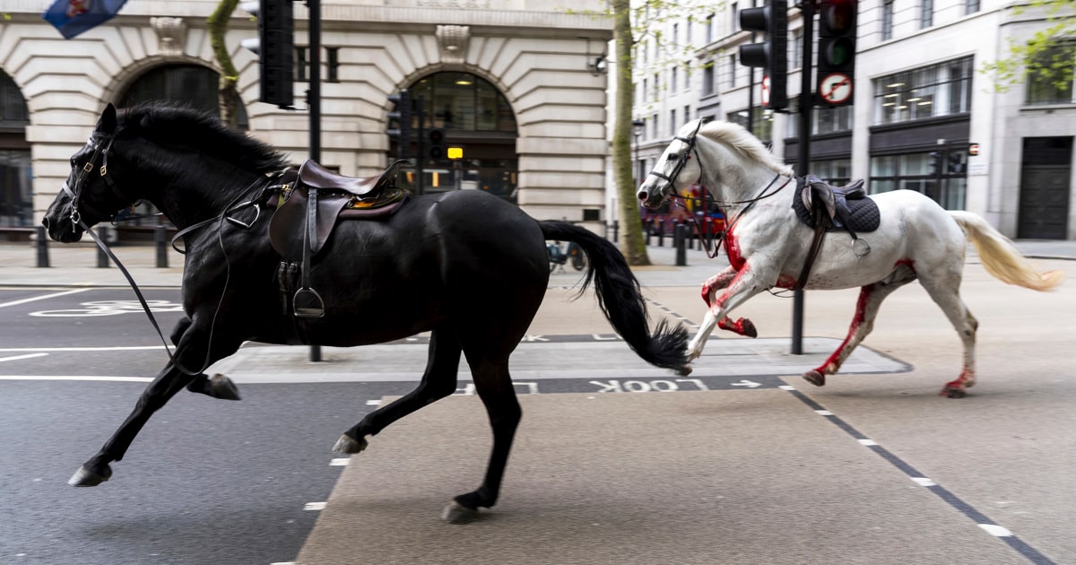 Runaway military horses race through London, with one covered in blood