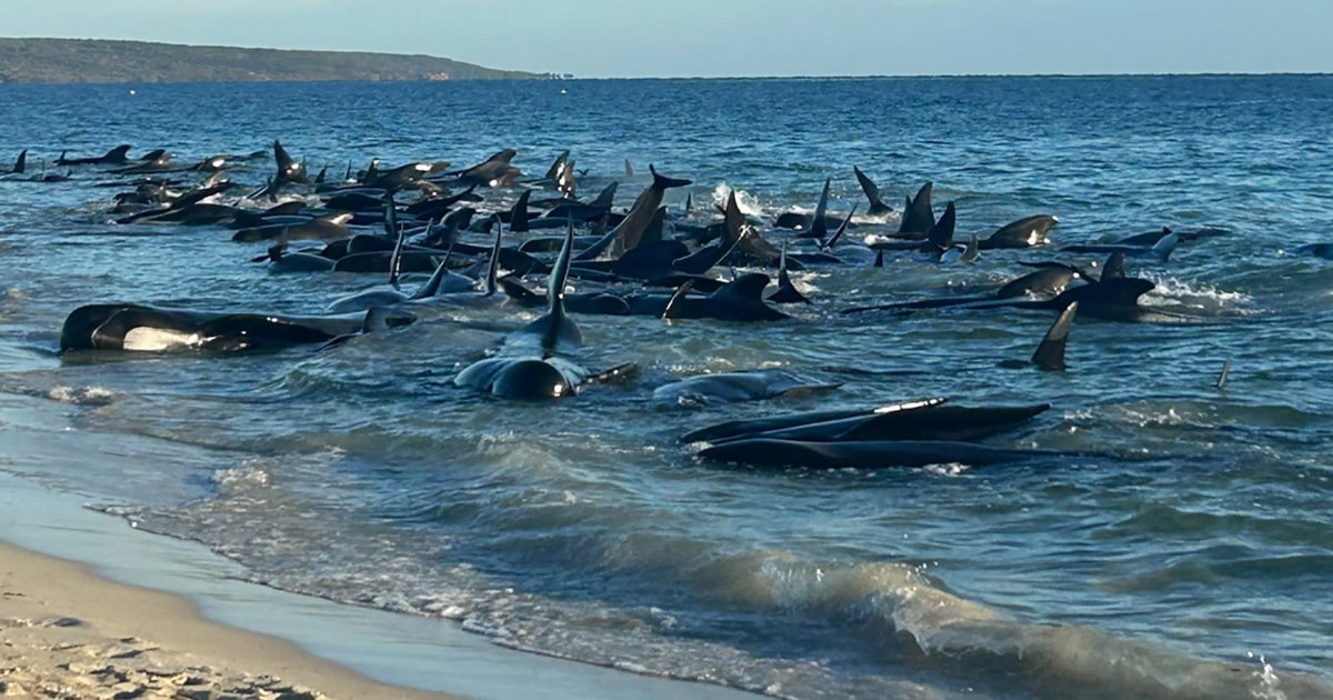 More than 100 pilot whales are stranded in Western Australia, experts say