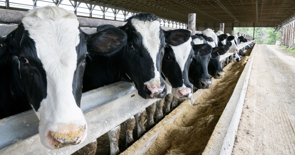 Dairy worker with bird flu never developed respiratory symptoms, only pinkeye