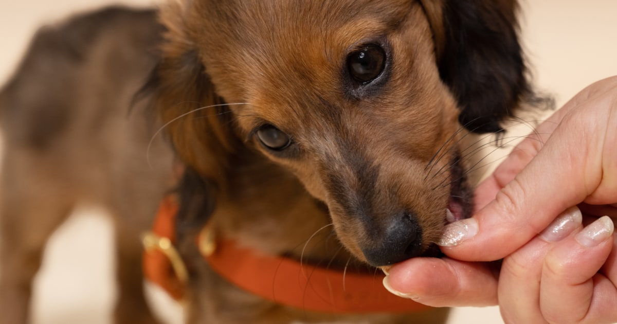 16 Best Dog Treats of 2024, According to Vets