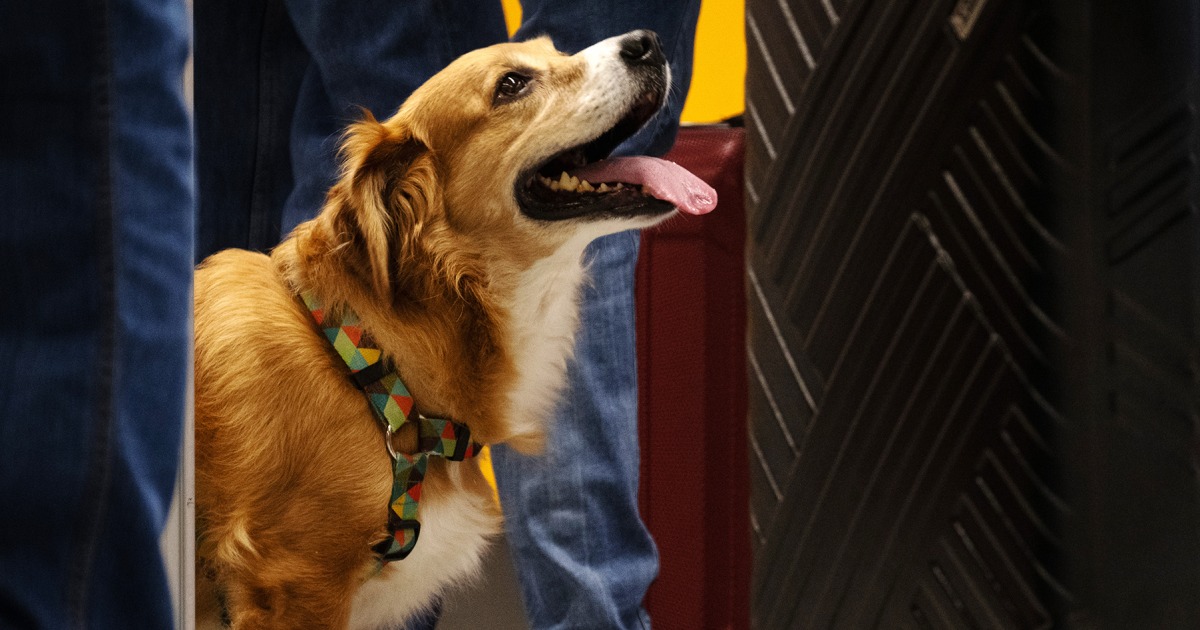 Traveling with dogs to the U.S.? The new CDC rules you’ll have to follow