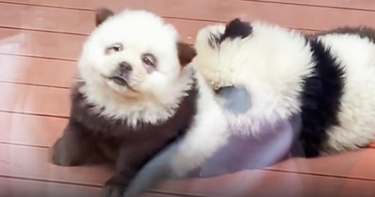 Un zoo chinois critiqué après avoir teint des chiens pour ressembler à des pandas