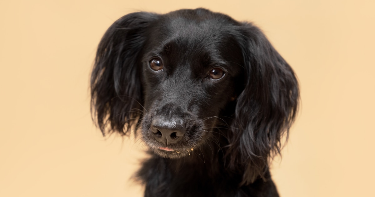 How to clean your dog s ears