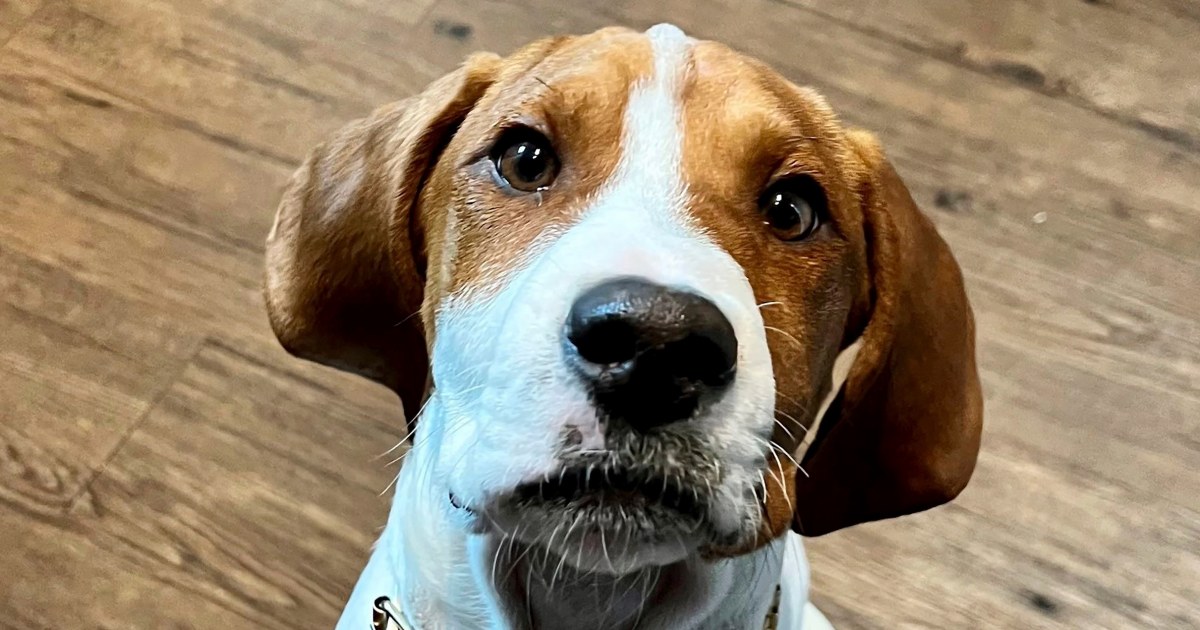 A woman took her sick puppy to a Maryland shelter to be euthanized. The dog is up for adoption again. - Vimarsana News
