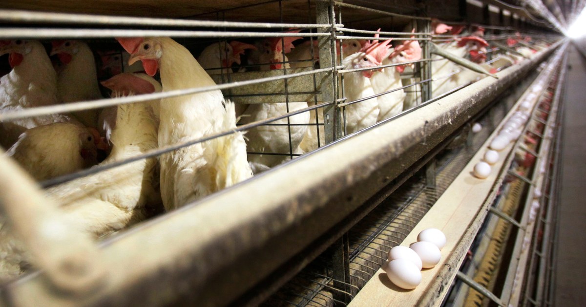 Iowa: 4.2 Million Chickens to be Killed Due to Bird Flu Outbreak, Affecting Cattle as Well
