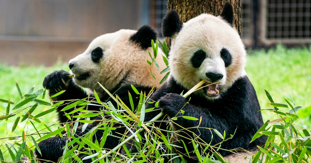 Two giant pandas will arrive at D.C.'s National Zoo this year, officials say - Vimarsana News