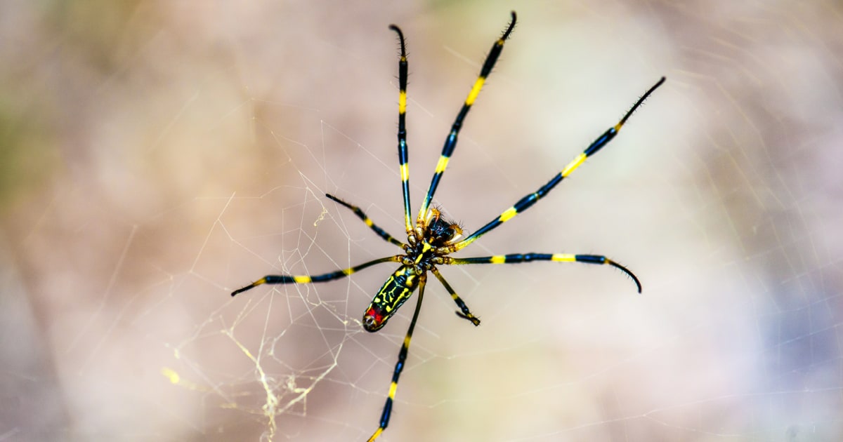 Big, yellow and shy: Invasive spiders are crawling up the East Coast