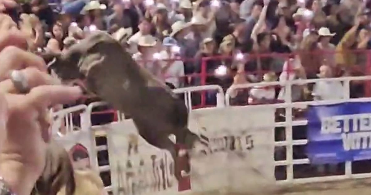 4 injured as bull escapes arena and charges into spectators at Oregon rodeo