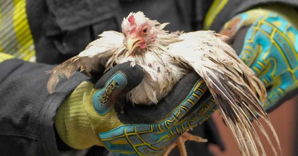 Hundreds of caged animals are killed in fire at Bangkok market