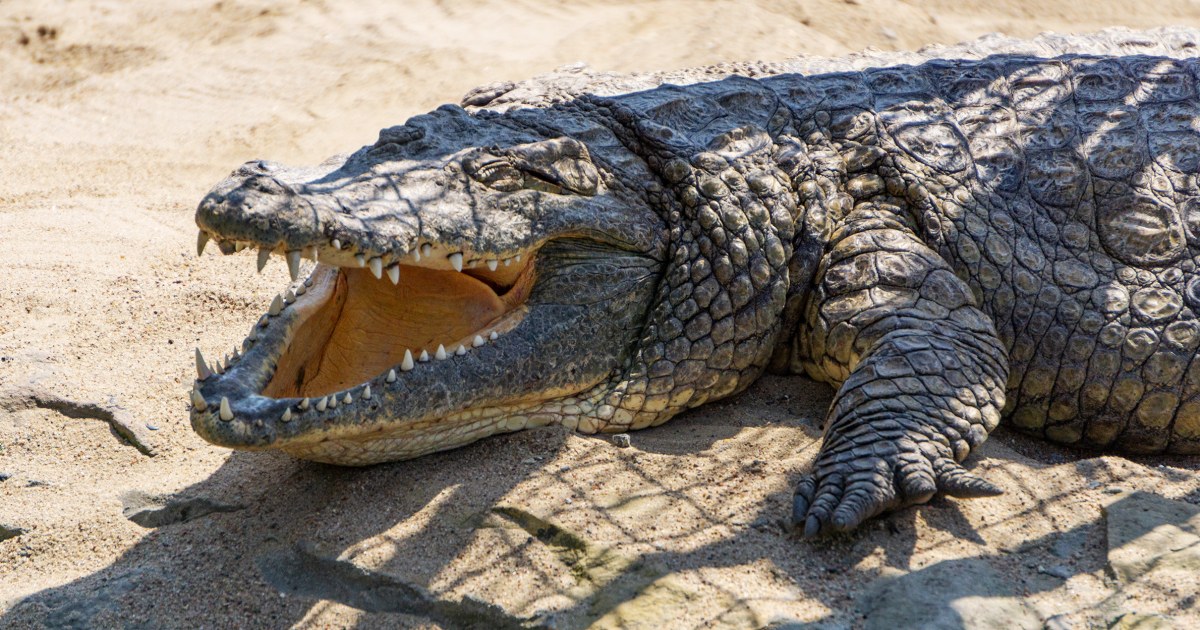 Australian rangers shoot dead 14-foot crocodile that killed girl swimming in a creek