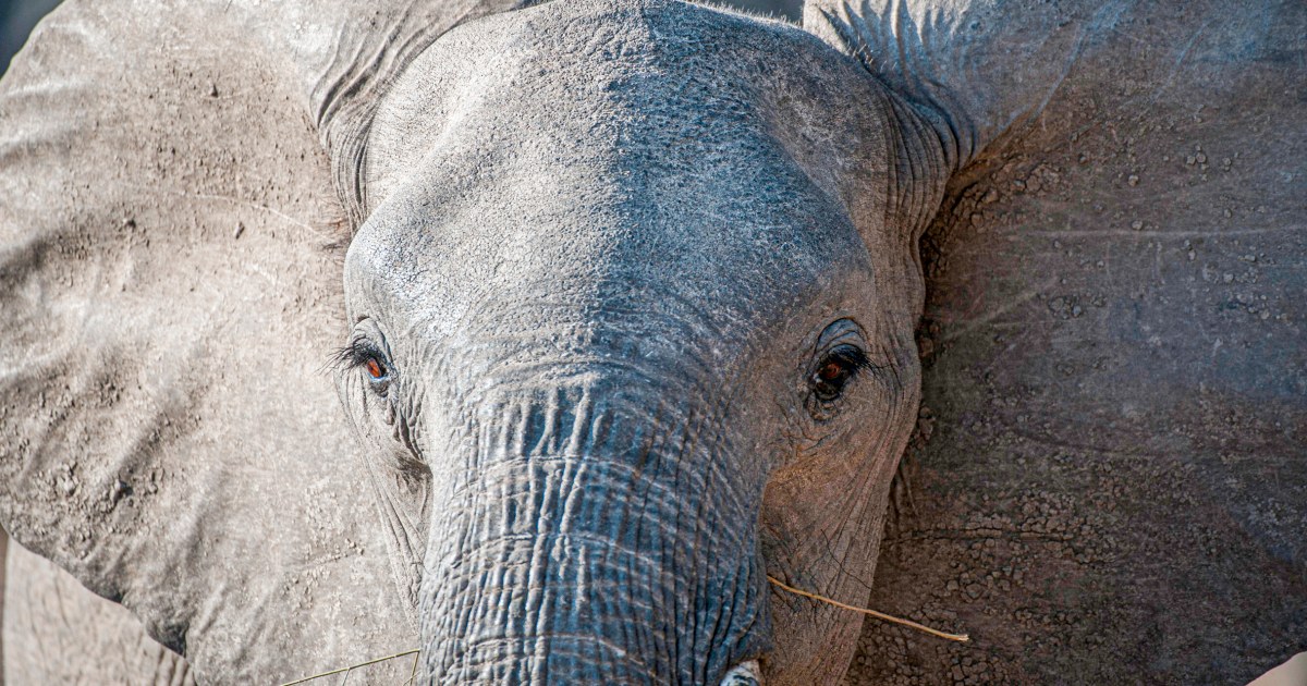 U.S. tourist killed in Zambia elephant attack, the second this year