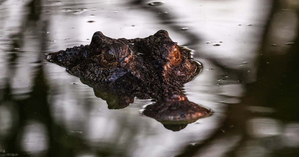 Australian police find remains of girl attacked by a crocodile