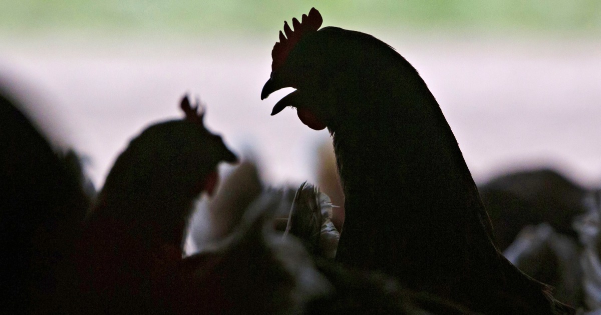 What the 9 human cases of bird flu in the U.S. so far tell us about the disease