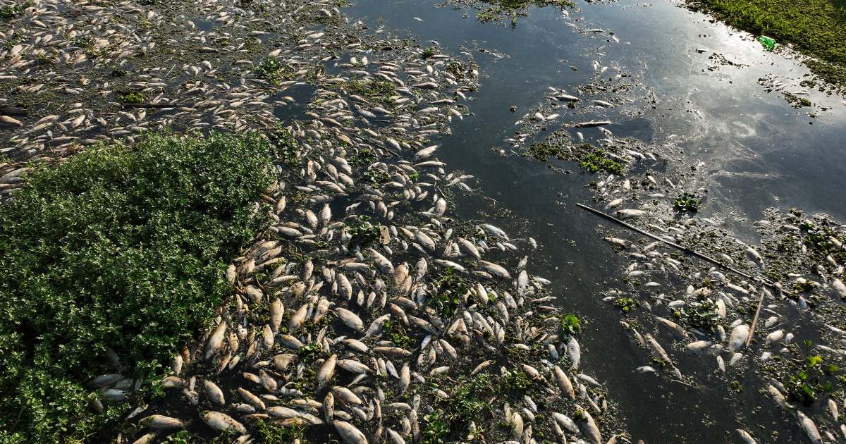 Tons of dead fish fill river in Brazil after dumping allegations