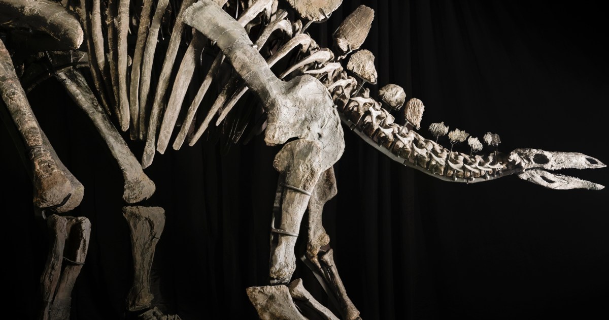 Record-Breaking $44.6 Million Sale of Complete Stegosaurus Fossil 'Apex' to Ken Griffin