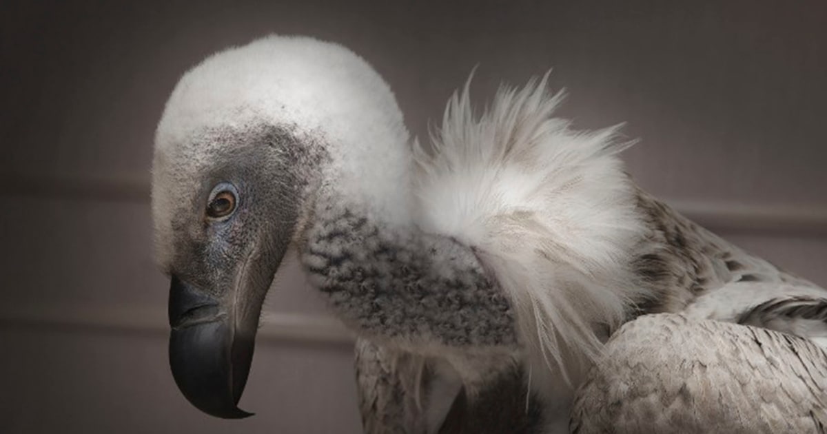 Condor Search Rescue Nacen 17 polluelos de cóndor en zoológico de Los Ángeles y rompen récord