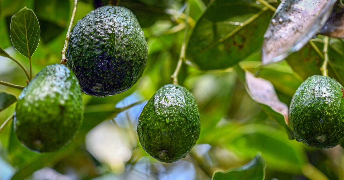 Avocado goldrush links U.S. companies with Mexico’s deforestation disaster