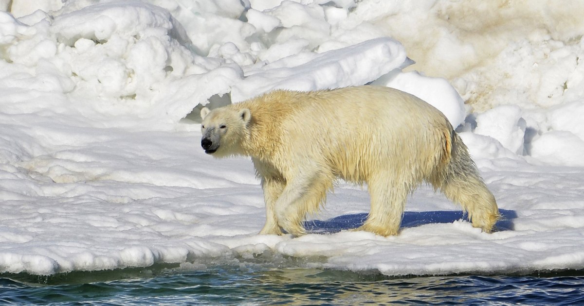 2 polar bears kill employee at far off radar station in Canada in uncommon assault