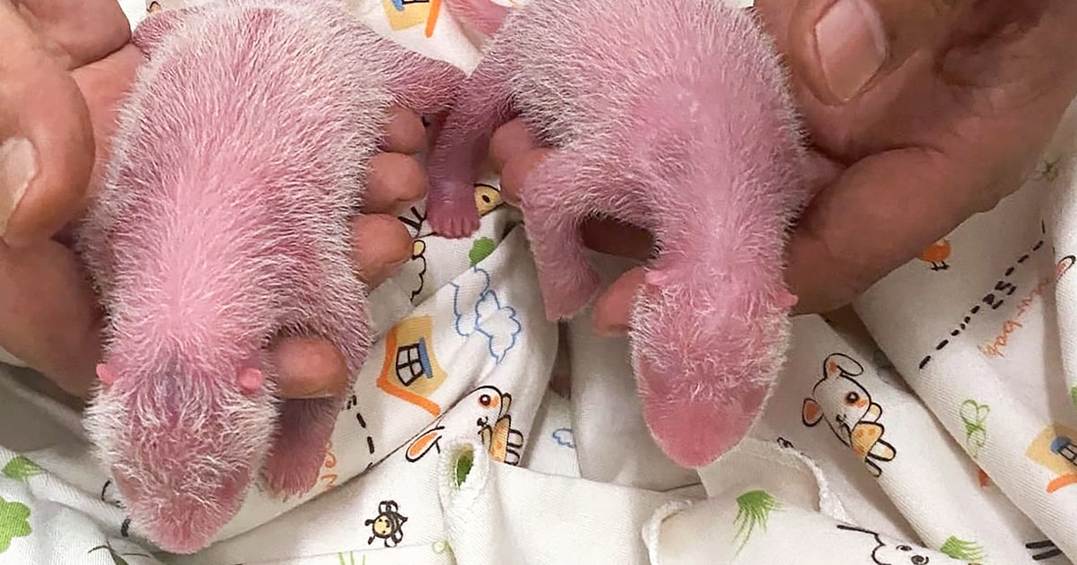 World’s oldest first-time panda mom gives birth to twins