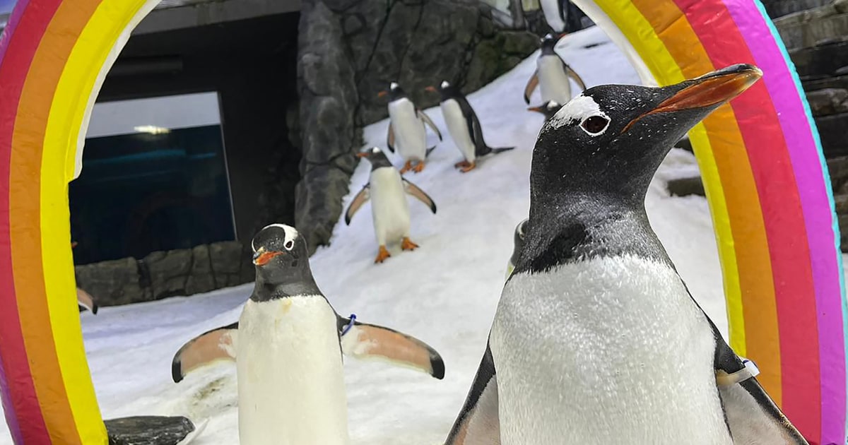 Penguins sing to mourn Sphen, one part of cherished homosexual couple