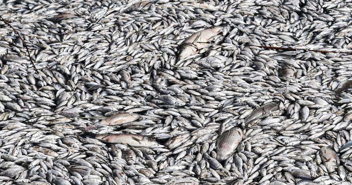 A sea of dead fish plagues popular tourist port in Greece