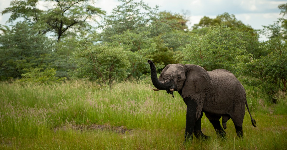 Namibia to cull 83 elephants and distribute meat to folks suffering from drought