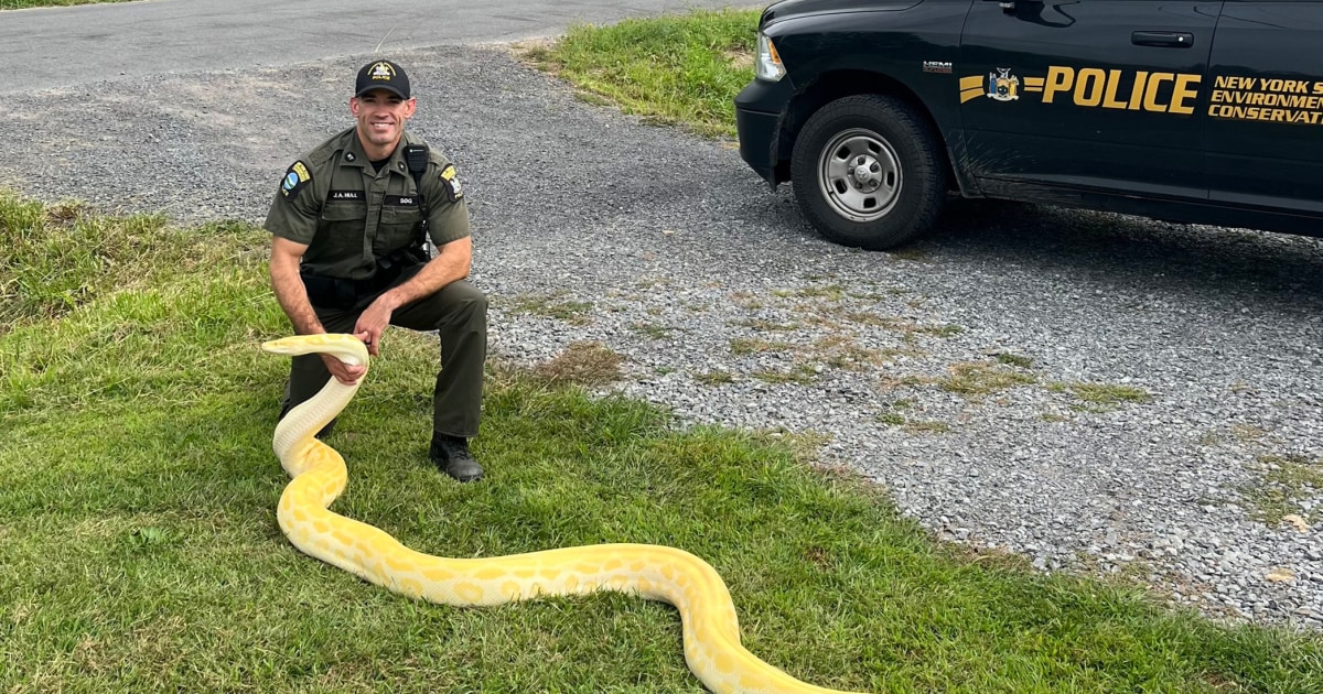 4-meter-long tiger python confiscated from New York home – owner was not prepared for how quickly the snake grew