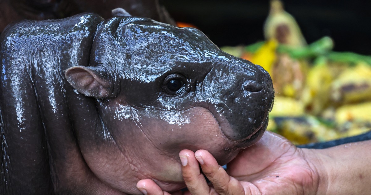 Famous pygmy hippo baby Moo Deng worries Thailand zoo