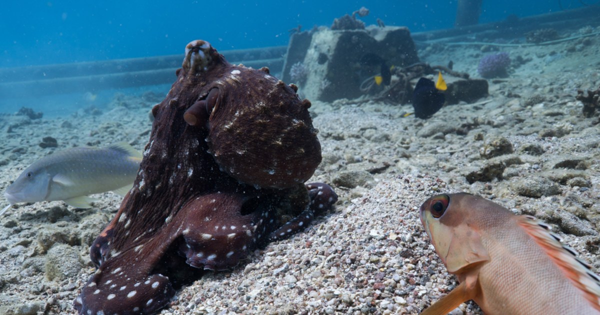 Er zijn octopussen gezien die op vissen jaagden en vissen aanvielen die niet meewerkten