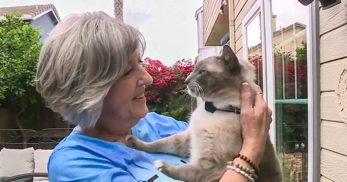 Cat lost in Yellowstone travels nearly 900 miles to be reunited with owners two months later