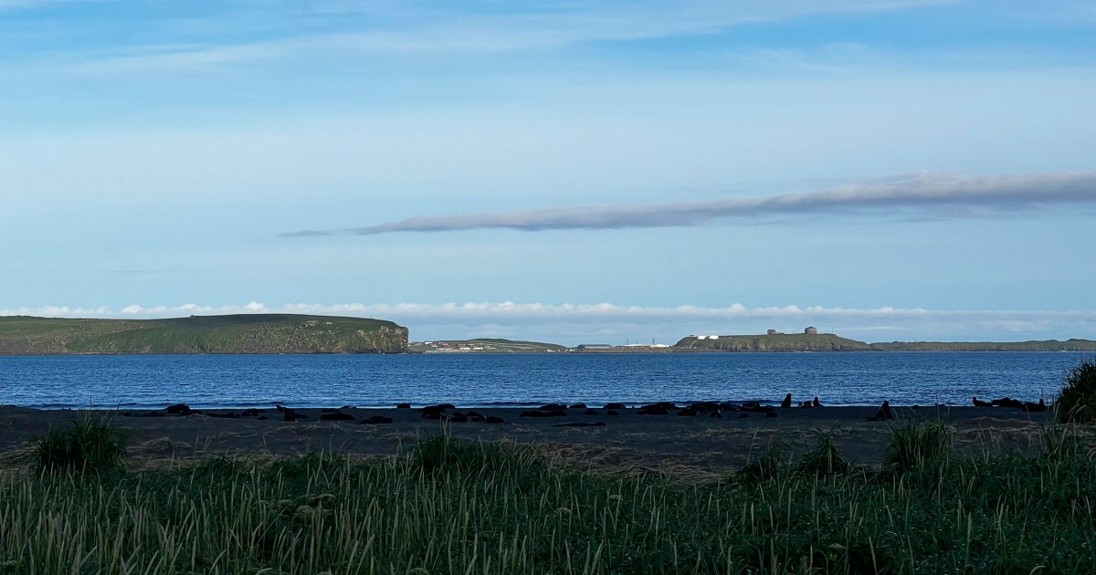 Why an Alaska island is trying to find a rat that might not exist