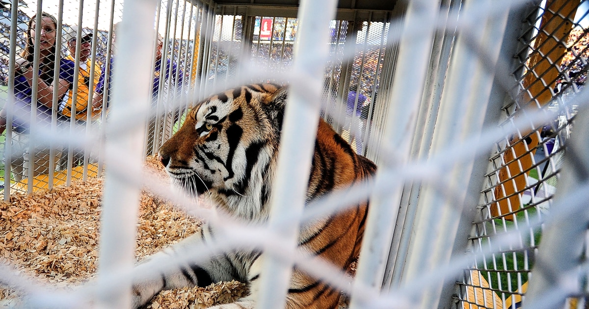 Louisiana’s governor wants a live tiger back at LSU football games