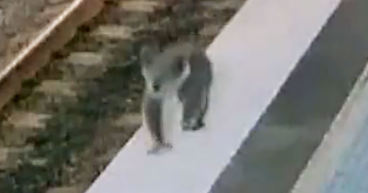 Australian police chase koala through train station