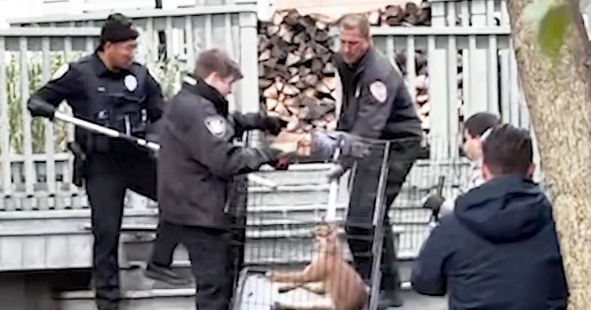 Caracal on the loose in Chicago suburbs discovered hiding under deck of home