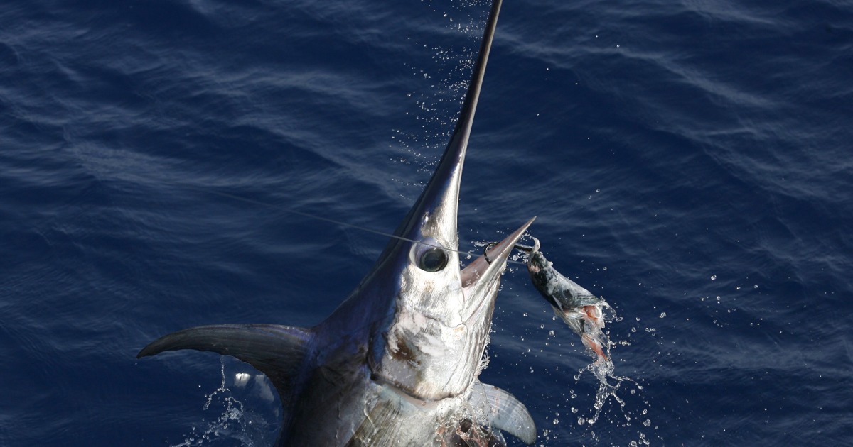 Surfer dies after reportedly being impaled by swordfish