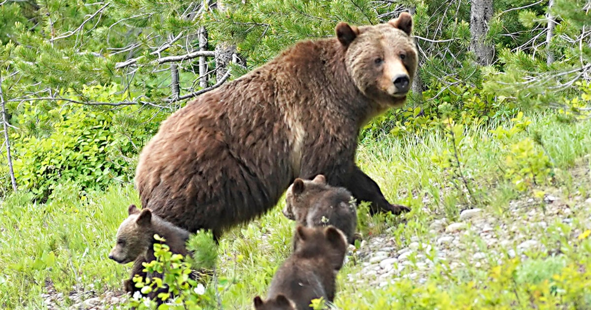 Grizzly 399, famed Yellowstone area bear, killed in Wyoming car accident