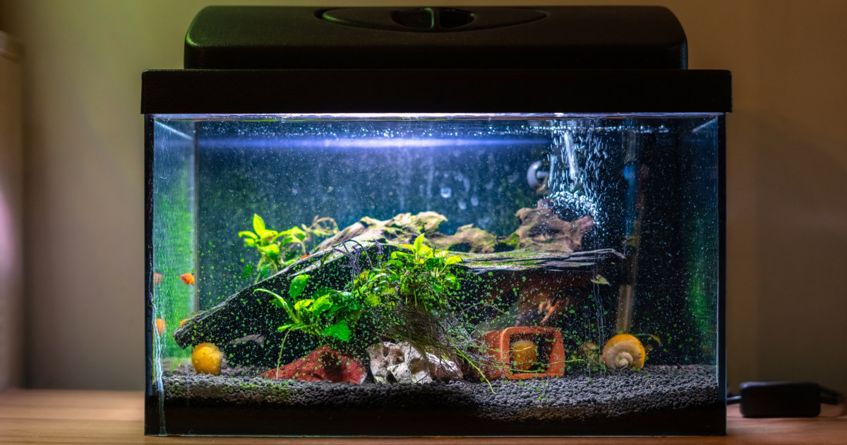 13 Things You Need for a New Pet Fish 2024 NBC Select