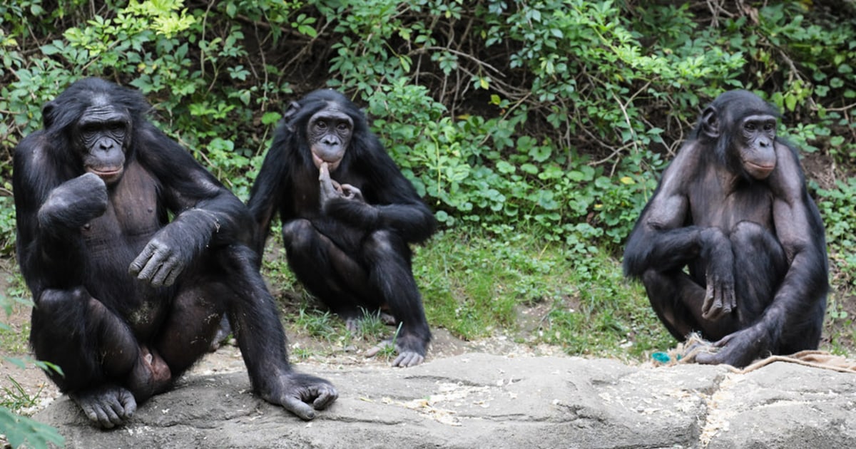 Cincinnati Zoo worker loses part of thumb after primate bite