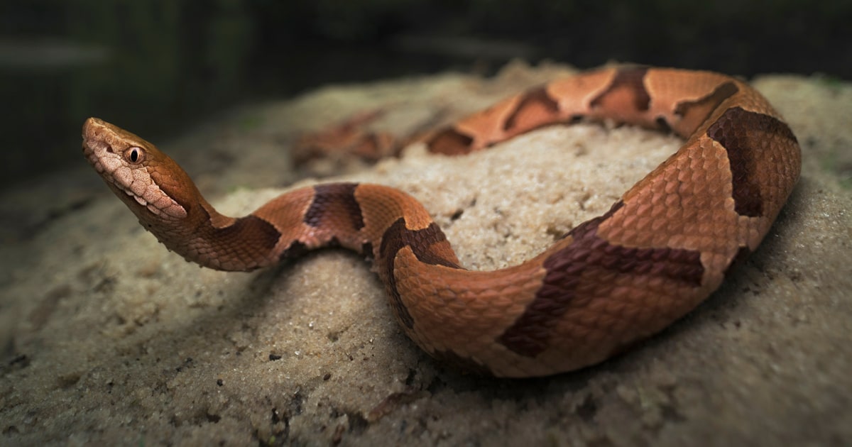 Missing woman found alive after snake bite in Australia’s Snowy Mountains