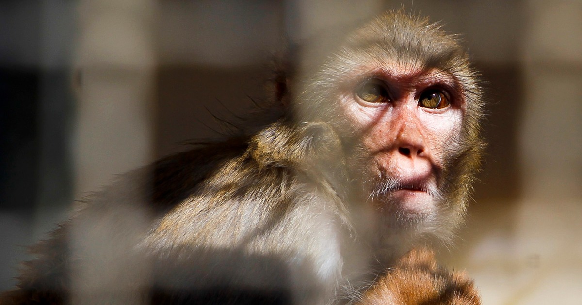 Police hunt 40 monkeys that escaped from a South Carolina research facility