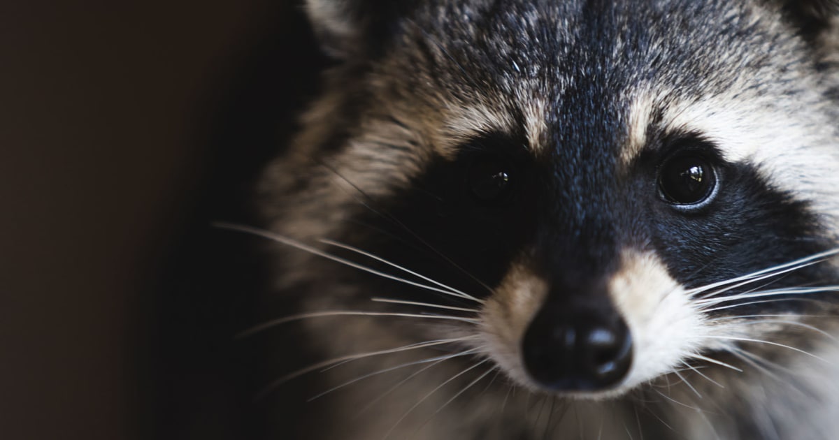 Raccoon bursts through ceiling tile at Spirit Airlines counter in LaGuardia Airport