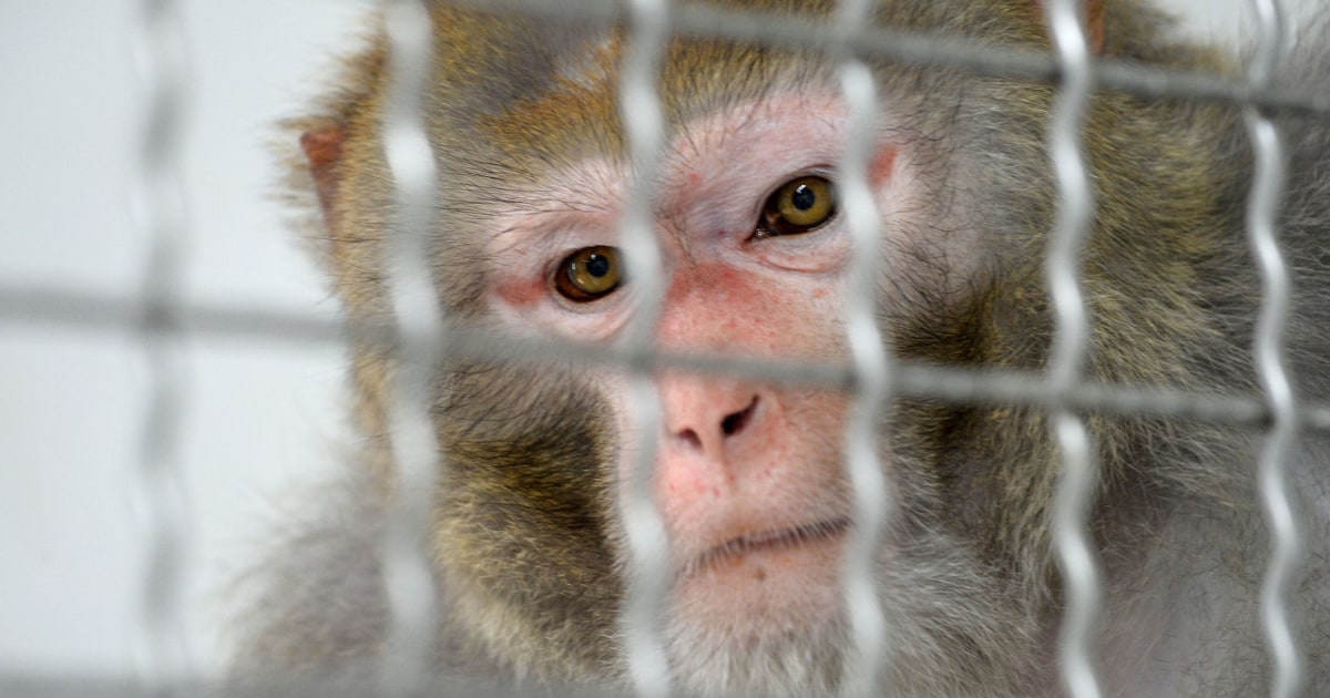 43 escaped research monkeys still loose in South Carolina after caretaker failed to shut two doors