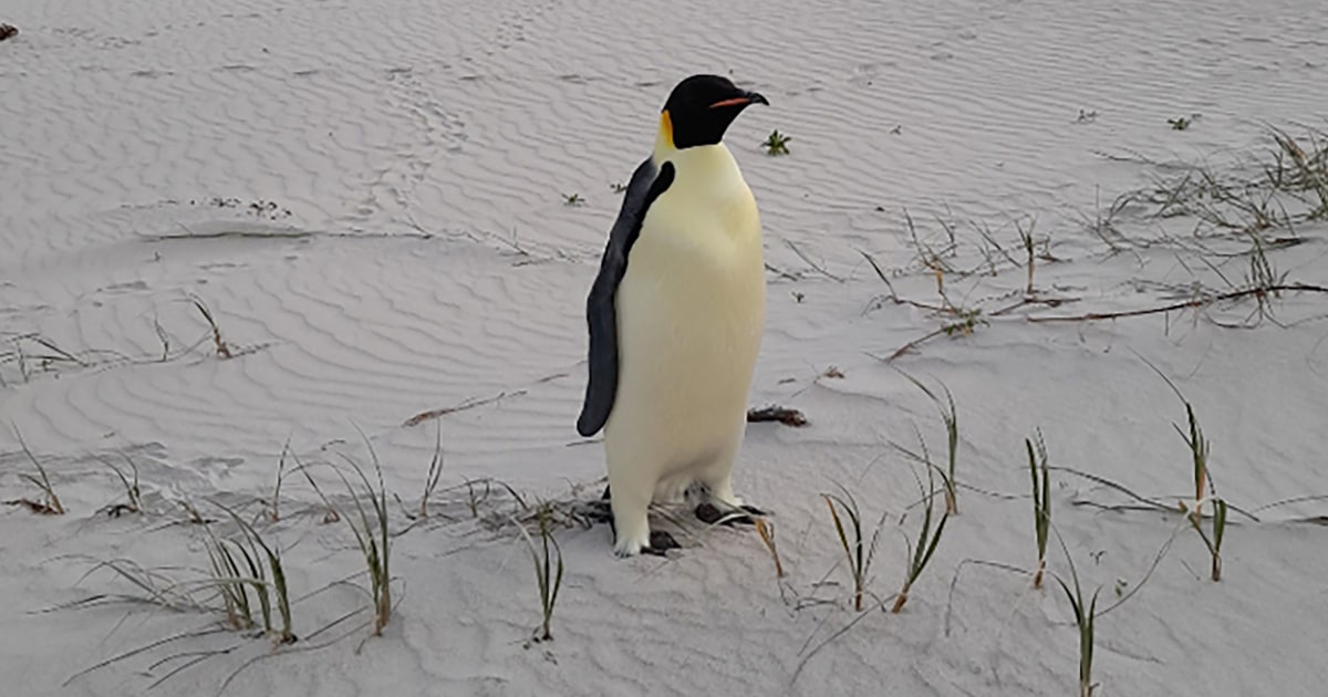 Emperor penguin found 2,000 miles from home on Australian tourist beach