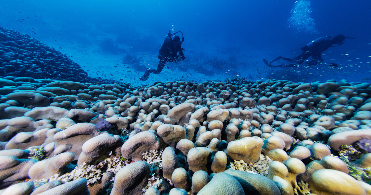 World’s largest coral found in the Pacific