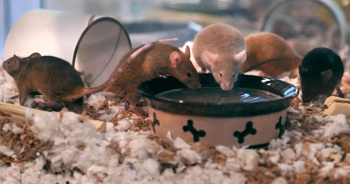 Man overwhelmed by pet mice breeding rate gives nearly 1,000 rodents to New Hampshire shelter