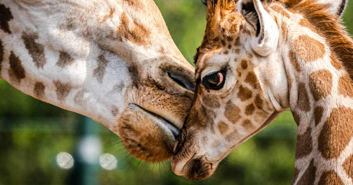 U.S. Proposes Endangered Status for Giraffe Subspecies Amid Population Decline